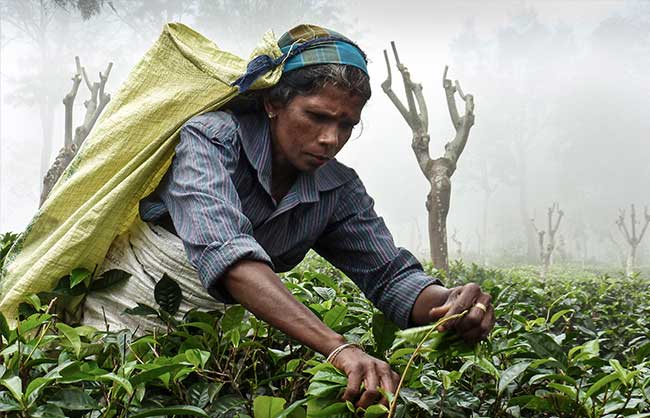 Nuwara Eliya – Sri Lanka