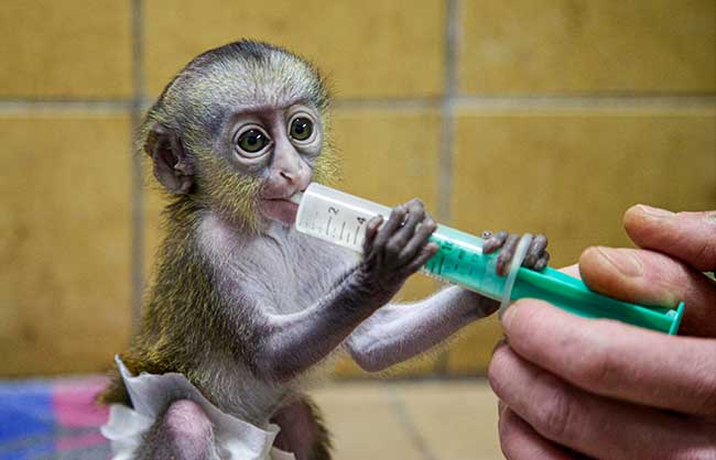 Affenhaus – Magdeburg