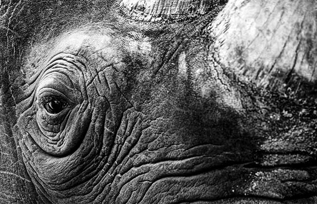 Thornybush – Südafrika